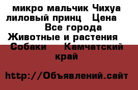 микро мальчик Чихуа лиловый принц › Цена ­ 90 - Все города Животные и растения » Собаки   . Камчатский край